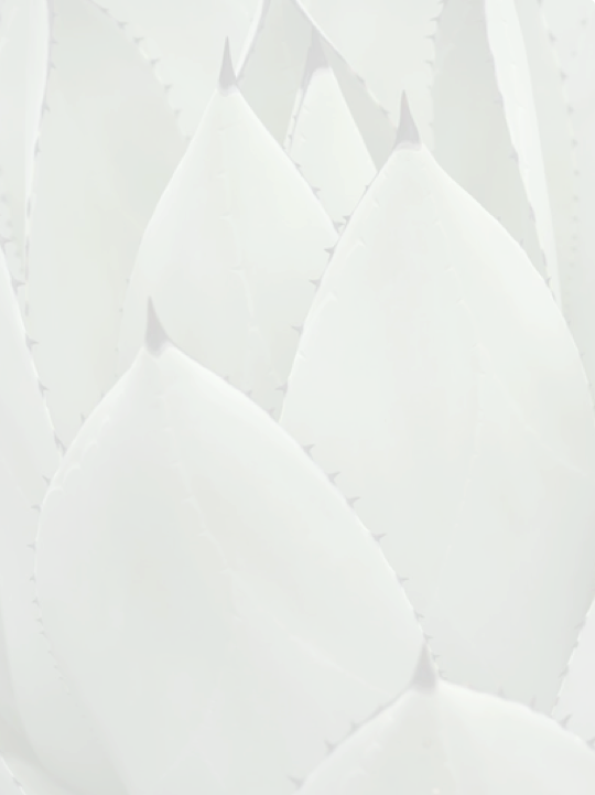 Cacti